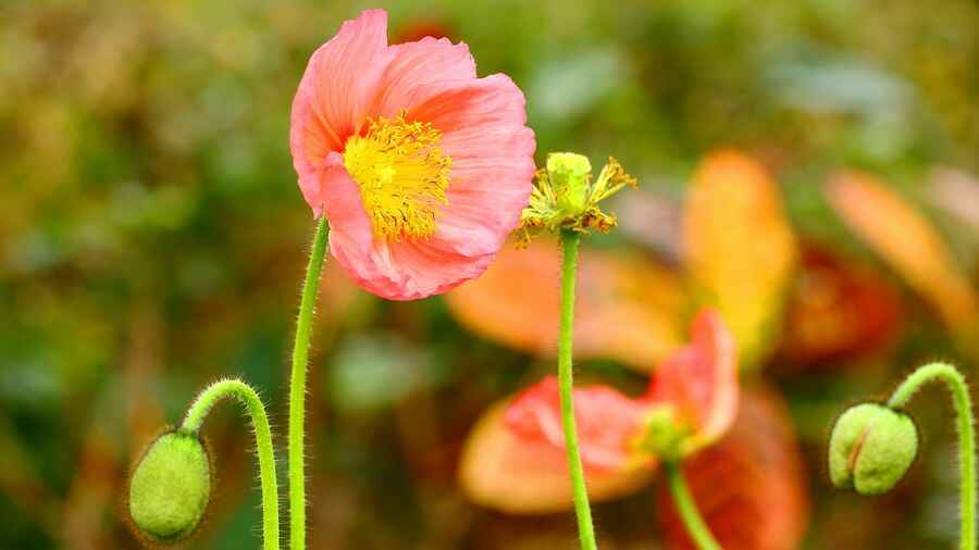 虞美人种植和介绍