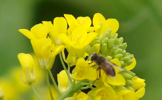 油菜花