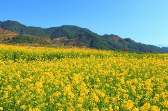 油菜花