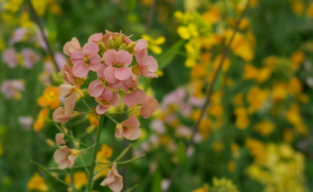 油菜花