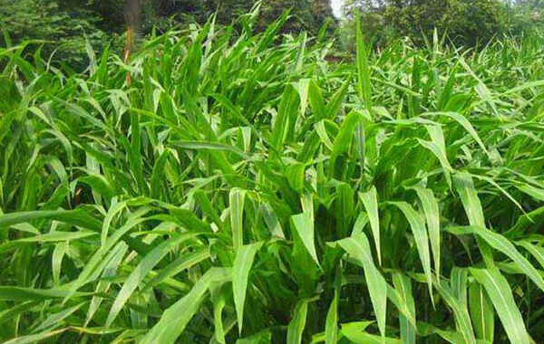 墨西哥玉米草种植技术介绍