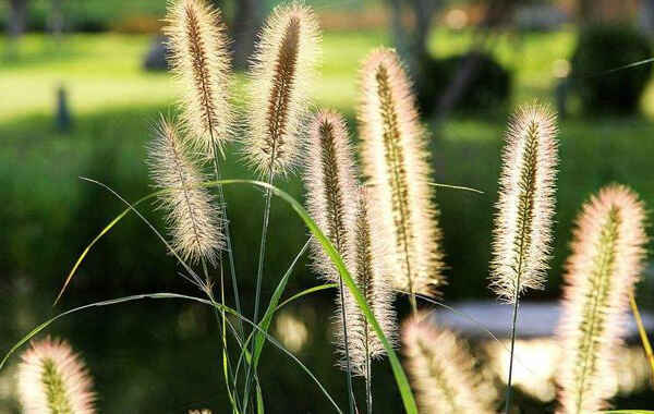 狼尾草种植和方法