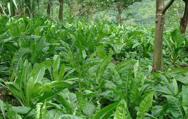 鲁梅克斯牧草的优缺点在哪