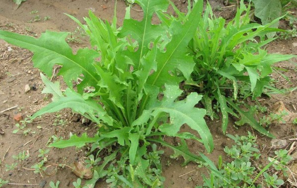 南方苦荬菜种植时间和营养价值