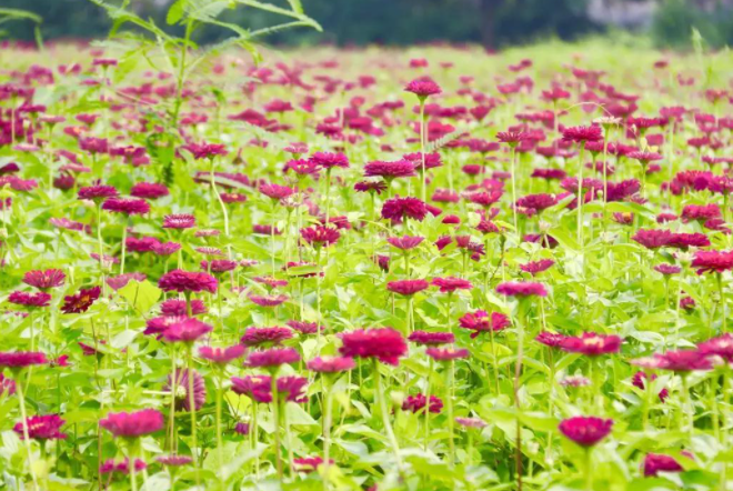 百日菊-玫红