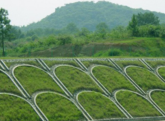 狗牙根草坪生长情况