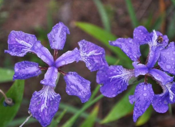 蓝花鸢尾