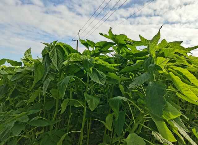 籽粒苋蛋白含量比苜蓿高的分享