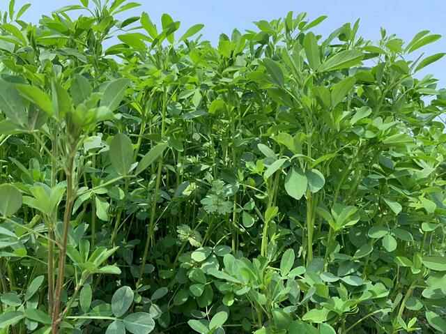 紫花苜蓿为豆科多年生草本植物适口性怎样