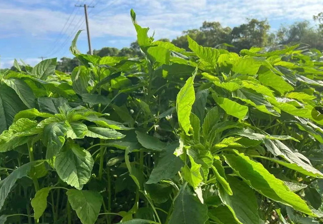  籽粒苋种植养猪效益高吗？