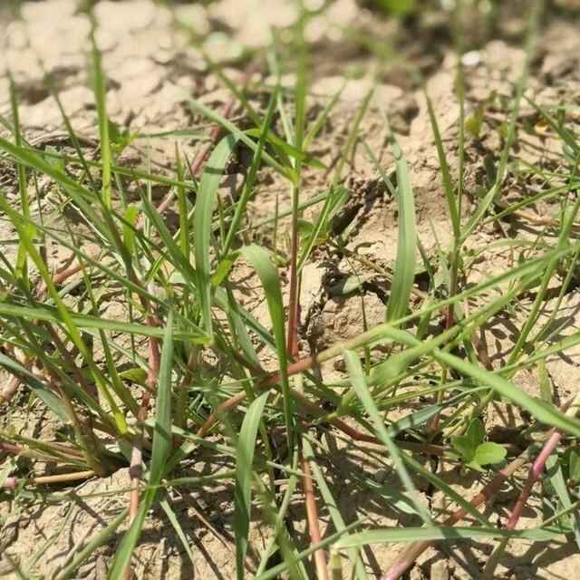 宽叶雀稗草哪个季节可以播种？