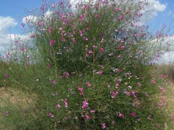 北方地区可以种植花棒植物吗