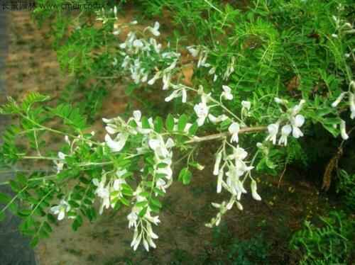 苦什么时候开花?开花是什么颜色？价值何在?