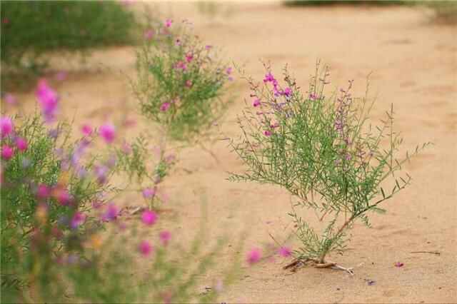 沙漠地区的牧民种植花棒可以吗？