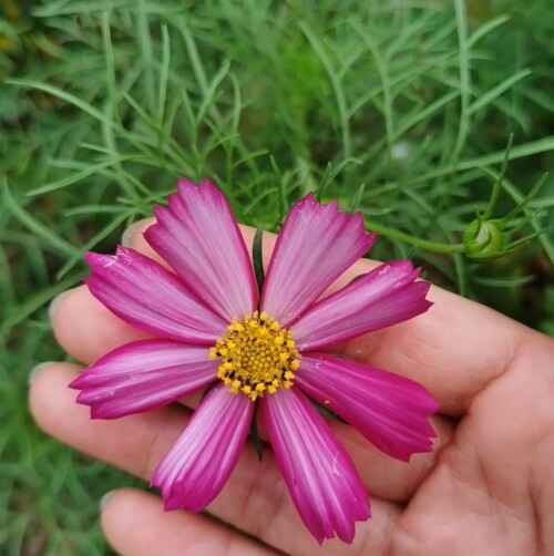 波斯菊养植浇水技巧