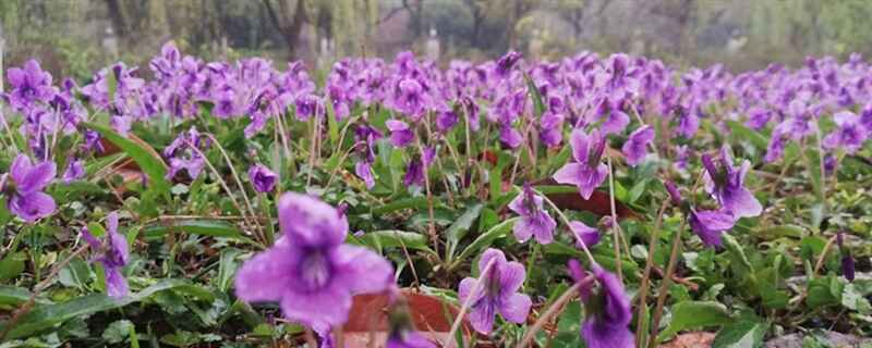 紫花地丁黄叶了怎么拯救