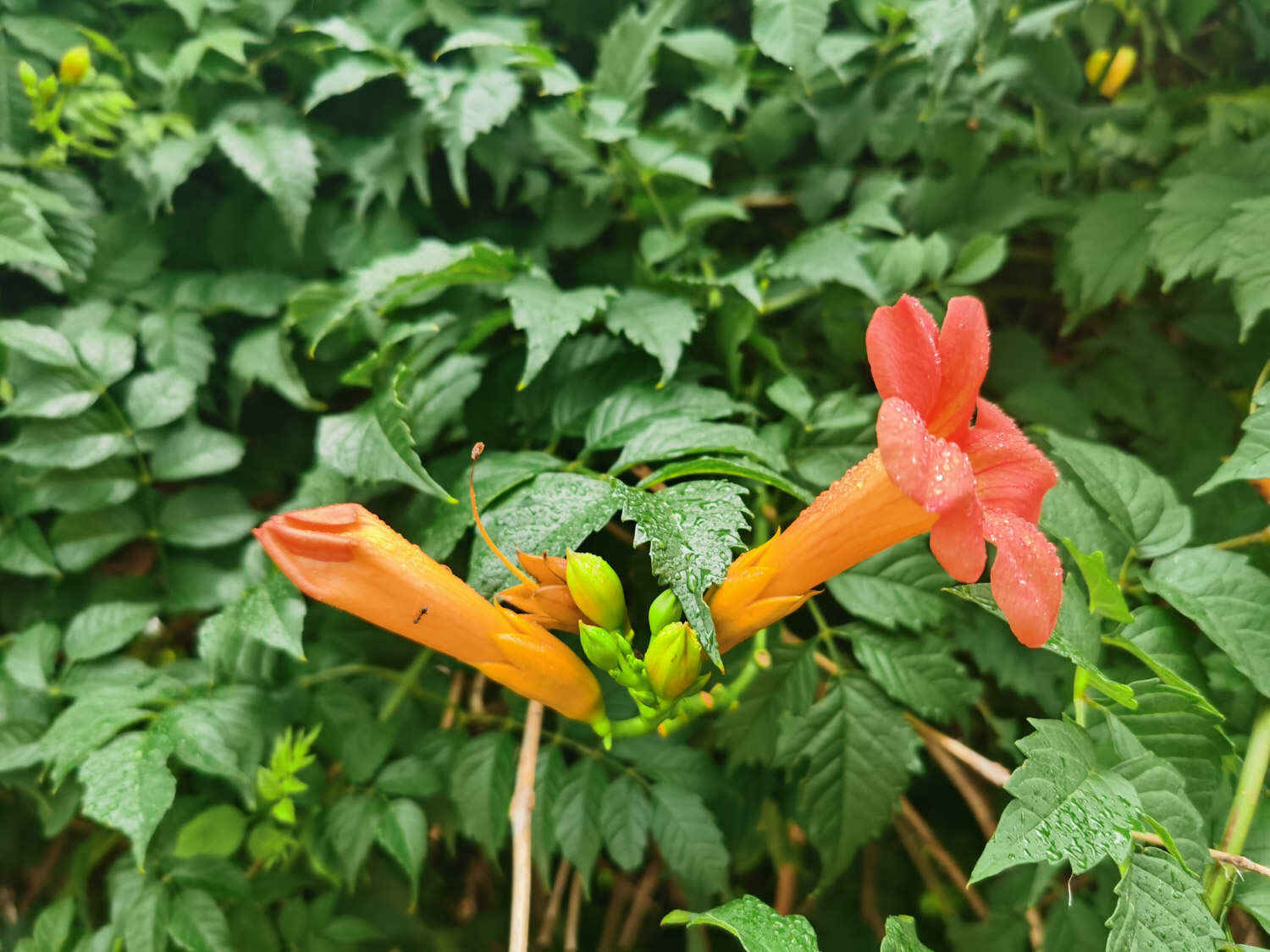 凌霄花