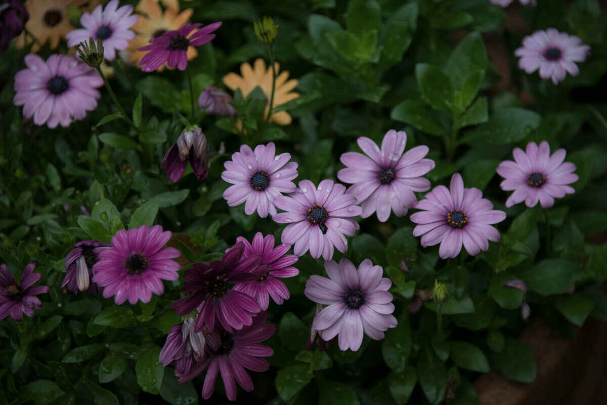 春天种植波斯菊什么时候开花？花期是多久？