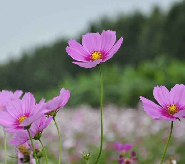 波斯菊种植对土质有什么要求 怎么管理