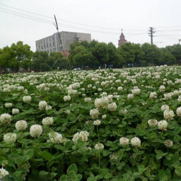 白三叶什么季节开花