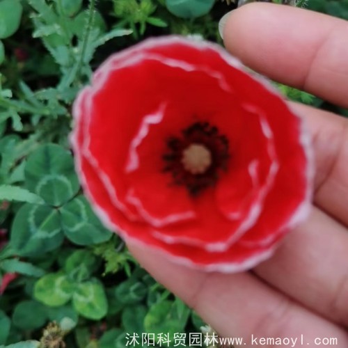 种植虞美人有什么要点