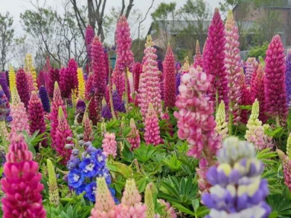 鲁冰花种植对土壤有什么要求