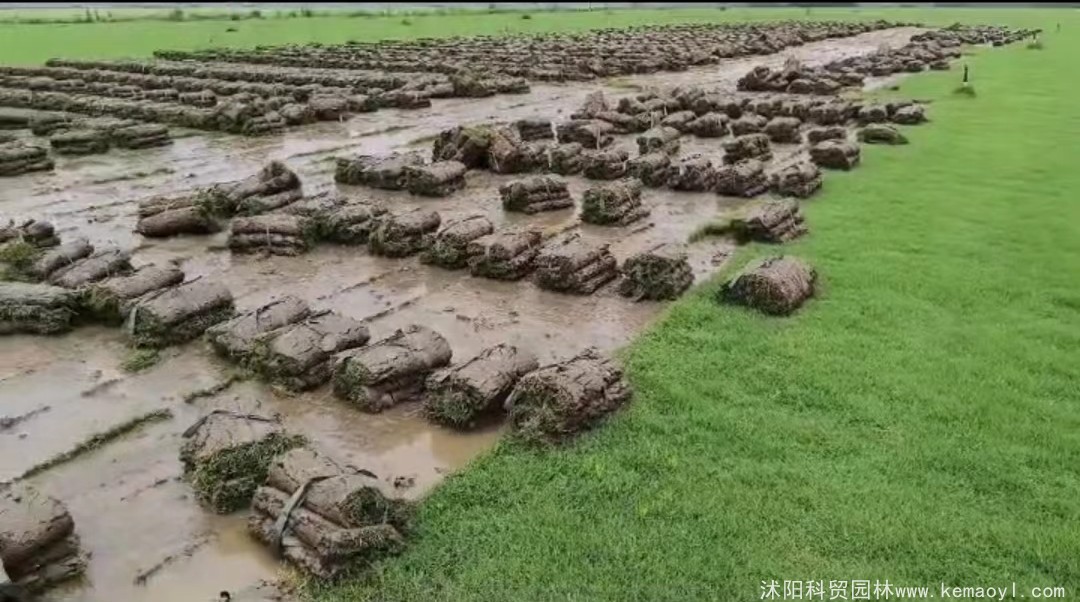 冬天适合种的草坪种子有哪些