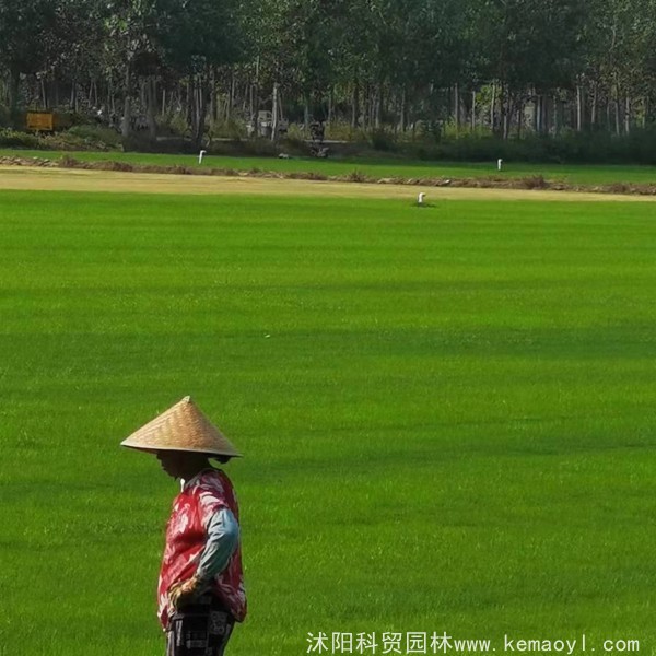 混播百慕大草坪的寿命是多长