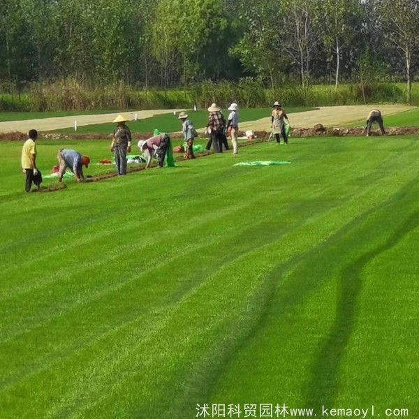 混播百慕大草坪在南方的夏天会不会枯萎