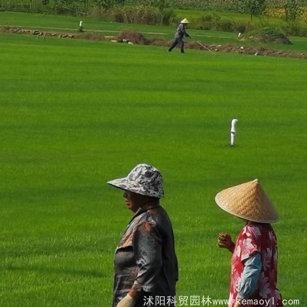 黑麦草和百慕大混播最好是几月份