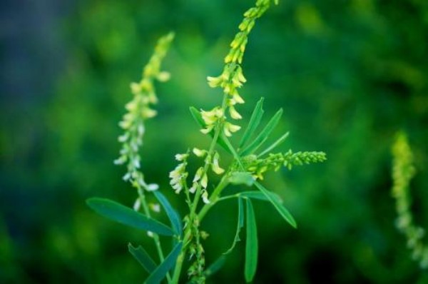 草木樨种子适合什么季节种植