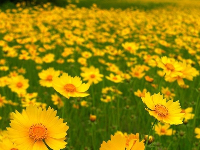 日光菊种子什么季节种植最好，夏季能种植吗