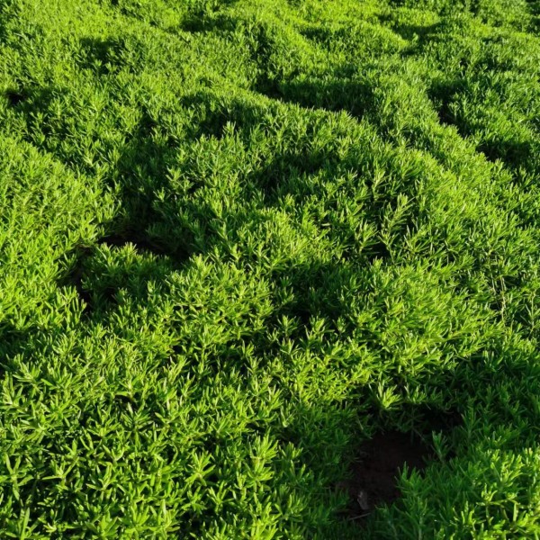 青叶佛甲草在屋顶种植的优势