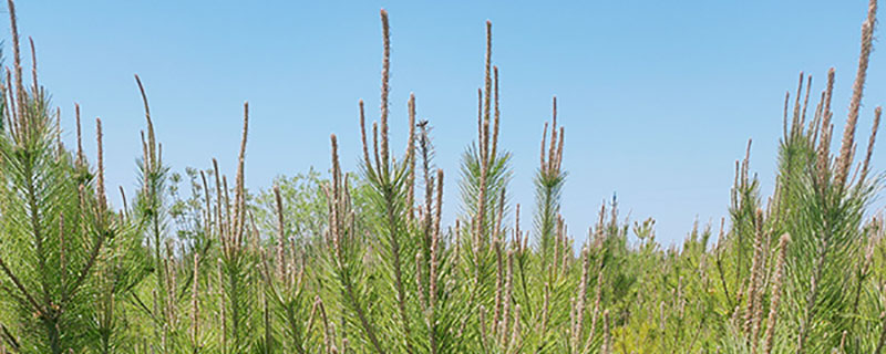 黑松和油松区别在哪