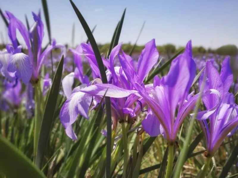 马兰花适合什么温度养殖