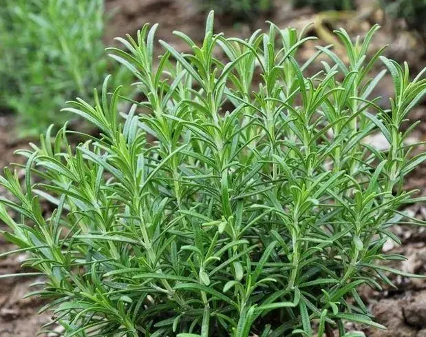 迷迭香几月种植几月开花