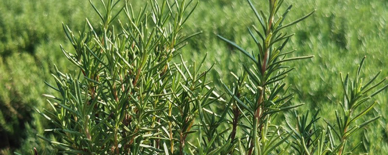 迷迭香北方地区可以种植吗