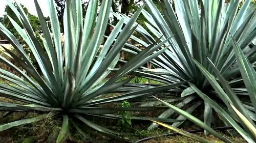 龙舌兰麻（剑麻）种植分享