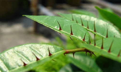 两面针种植技术