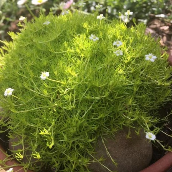 种植苔藓草的用途是什么