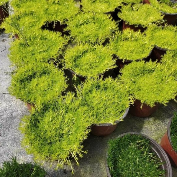 种植苔藓草什么季节播种好