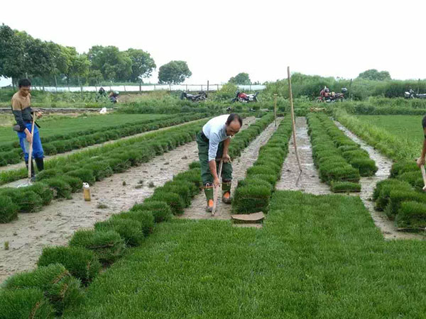 高羊茅草坪图片