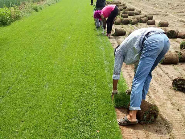 高羊茅草坪图片