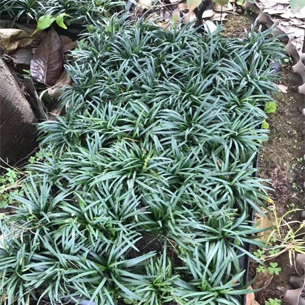 矮麦冬是什么植物