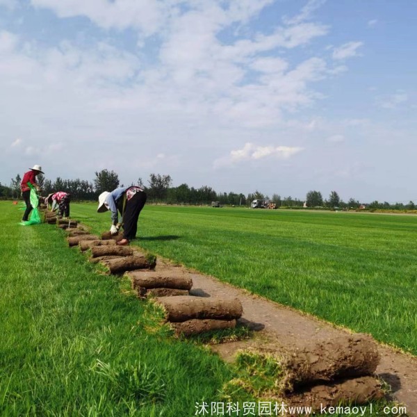 矮生百慕大混播黑麦草砂土草皮卷满铺施工方法